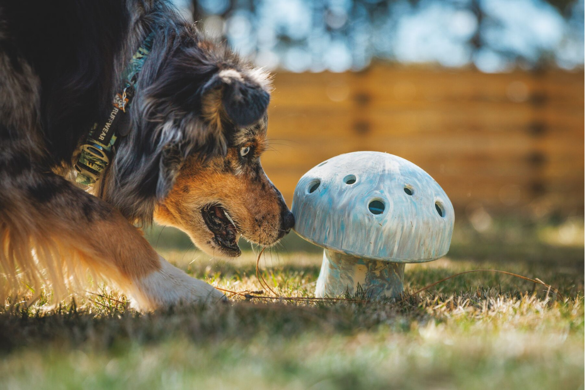 5 Dog Enrichment Toys | Ruffwear | Ruffwear